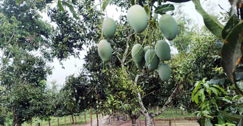 চাঁপাইনবাবগঞ্জে গাছে পাকলেই বাজারজাত করা যাবে আম