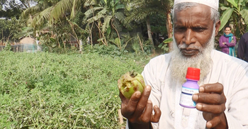 কীটনাশকে মারা গেলো ৬ হাজার টমেটো গাছ, ২০ লাখ টাকার ক্ষতি