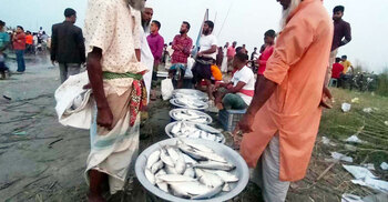 নিষিদ্ধ সময়ে পদ্মার পাড়ে ইলিশের হাট