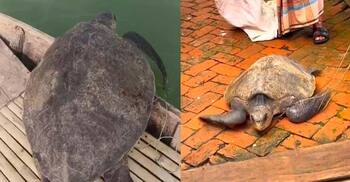 মাদারীপুরে ৩২ কেজি ওজনের কচ্ছপ উদ্ধার, পদ্মায় অবমুক্ত