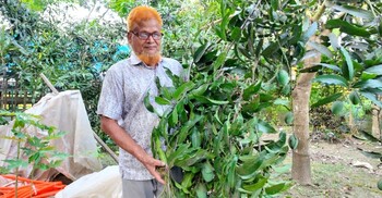 বছরে ১০ লাখ টাকার আম বিক্রি করেন কবির হোসেন