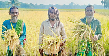 মাগুরায় আমনের বাম্পার ফলন, ব্যস্ত সময় পার করছেন কৃষকরা