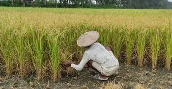 মাগুরায় ধান কাটায় ব্যস্ত কৃষকরা, বাম্পার ফলনেও নেই স্বস্তি