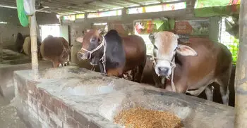 মাগুরায় কোরবানির জন্য চাহিদার তুলনায় বেশি ১৪ হাজার পশু