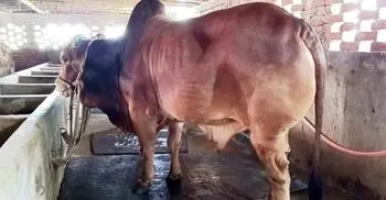 মাগুরার হাটে নজর কাড়বে ৩০ মণের ‘লালু