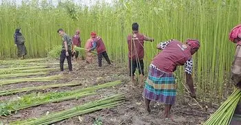 আর্থিক সংকটে মাঠে পচছিল পাট, অসহায় কৃষকের পাশে আনসার-ভিডিপি