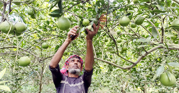 পাবনায় মাল্টা চাষে বাজিমাত, বছরে আয় ১৫ লাখ