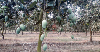 লিচুর রাজ্যে আমের বাম্পার ফলন