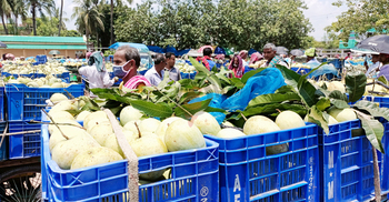 জিআই স্বীকৃতির বছরে দাম মিলছে না আশ্বিনার