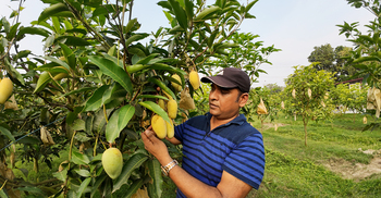 রপ্তানিযোগ্য আম উৎপাদনে আরও একধাপ এগোলো চাঁপাইনবাবগঞ্জ