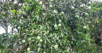 বাজারে উঠেছে সাতক্ষীরার গোপালভোগ