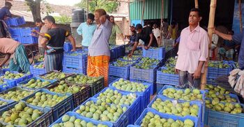 বেলতলা আমের বাজার গরম