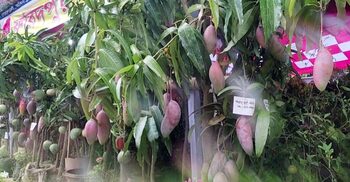 এক আমের চারার দাম ৫০ হাজার টাকা