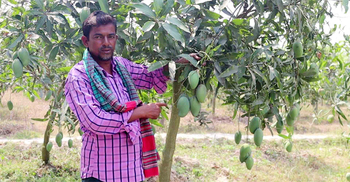 আমের আকার ছোট, চাষির কপালে চিন্তার ভাঁজ