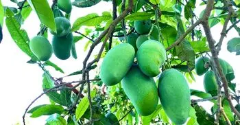 রাজশাহীর কোন আম কবে বাজারে আসবে?