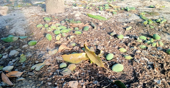 অনাবৃষ্টিতে ঝরছে আম