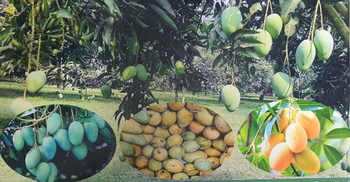 স্পেনসহ ৩ দেশ পেলো বাংলাদেশের আম্রপালির স্বাদ