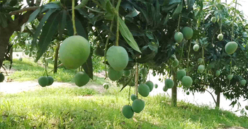 পৃষ্ঠপোষকতার অভাবে রপ্তানিতে পিছিয়ে নওগাঁর আম