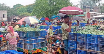 শাটডাউন-কারফিউয়ে আমচাষিদের মাথায় হাত
