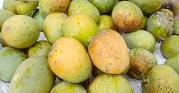 ১৫ মে থেকে বাজারে মিলবে সাতক্ষীরার হিমসাগর