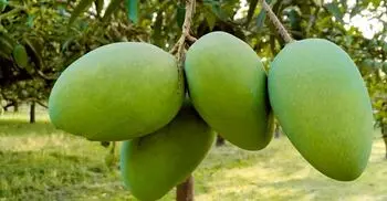 পরিপক্ব হলেই পাড়া যাবে চাঁপাইনবাবগঞ্জের আম
