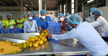 Indonesian envoy visits PRAN mango collection and pulping plant