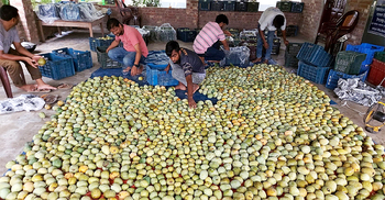 সরকারি সংরক্ষণাগারে পচে গেলো আম, দিশেহারা চাষি
