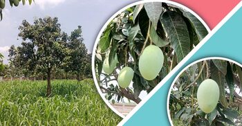 পাকলেই পাড়া যাবে চাঁপাইনবাবগঞ্জের আম