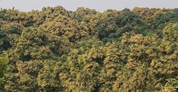 পাহাড়ে আমের মুকুল: আশার পাশাপাশি আশঙ্কায় চাষিরা