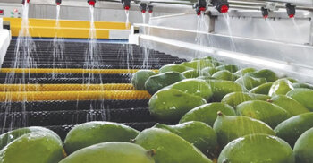 Chapainawabganj mangoes to get global glow-up with HWT plants