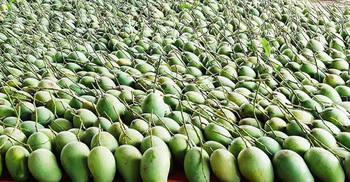 Prospect of exporting Tk 200-cr mango from Rajshahi region