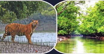পৃথিবী বাঁচাতে ম্যানগ্রোভ বন রক্ষা করা অপরিহার্য