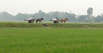 যমুনার চরে চরমপন্থিদের উৎপাত, আতঙ্কে বাড়ি ছাড়ছে মানুষ