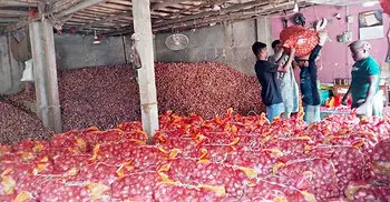 মুড়িকাটা পেঁয়াজের দাম না পেয়ে মাথায় হাত চাষিদের