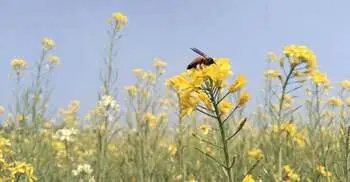 মানিকগঞ্জে বেড়েছে সরিষার আবাদ