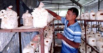 অসিত বসুর মাশরুম চাষ, মাসে বিক্রি ১০০ কেজি