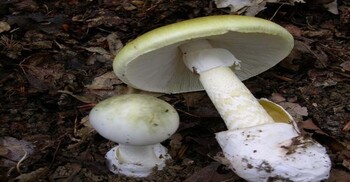 যুক্তরাষ্ট্রে ‘ডেথ ক্যাপ’ মাশরুম খেয়ে নিহত ৪