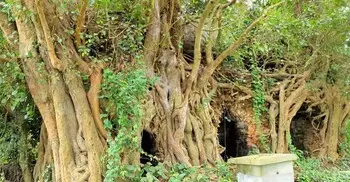 হাড় হিম করা রহস্যময় প্রাচীন মসজিদের খোঁজে