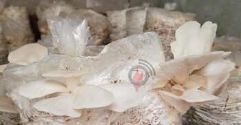 রমজানে বেড়েছে মাশরুমের চাহিদা, প্রতি কেজি ৩০০ টাকা