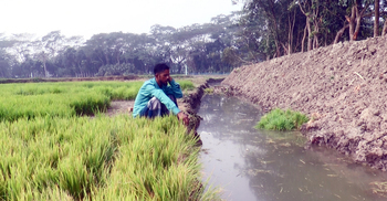 কৃষিজমির মাটি কেটে রাস্তা বানাচ্ছেন ঠিকাদার