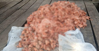 উরসের অনুষ্ঠানে গরুর পচা মাংস বিক্রি, কসাই পলাতক