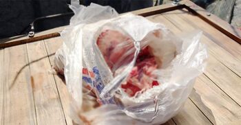 গরু চুরি করে জঙ্গলে নিয়ে জবাই, পরে হরিণের মাংস বলে বিক্রি