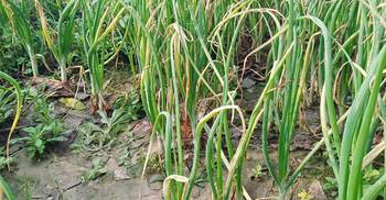 প্রণোদনার বীজ নিয়ে বিপাকে পেঁয়াজ চাষিরা