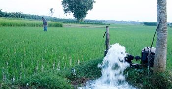 দাবদাহে দ্বিগুণ সেচ খরচে দিশেহারা চাষিরা