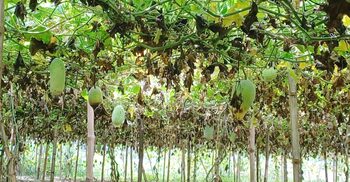 মাঠে নষ্ট হচ্ছে সবজি, বিপাকে চাষি