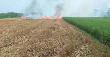 খড়ের আগুনে পুড়লো ১৫ বিঘা জমির গমসহ বিভিন্ন ফসল