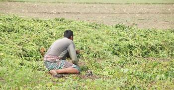 আবহাওয়ার পূর্বাভাস জানতে পারেন না মেহেরপুরের মানুষ