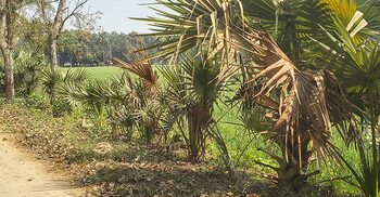 মেহেরপুরে পোকার আক্রমণে মারা যাচ্ছে শত শত তালগাছ