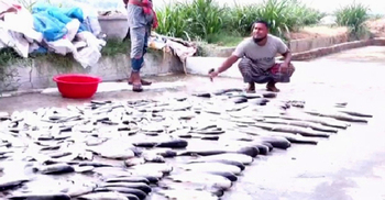 দুর্বৃত্তদের দেওয়া বিষে মরলো ৭০ লাখ টাকার মাছ