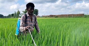 পোকার আক্রমণে দিশাহারা মেহেরপুরের ধানচাষিরা